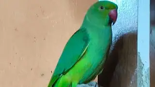 Umesh Yaduvanshi is live!