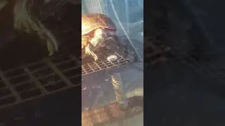 Unique turtle basking platform
