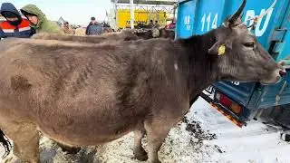Уй базар Сокулук мал базары