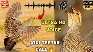 🎯Jodi Teetar Ki Awaaz | Grey Francolin Pair Calling | Jungli Teetar Voice & Partridge Hunting Sound🔊