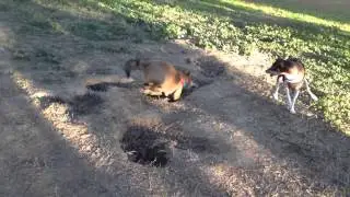 Tatonka digging madness I