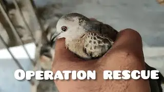 operation rescue || saving a bird || cms vlogs
