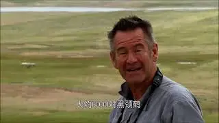 Untamed China with Nigel Marven - Black-necked cranes and a wild yak