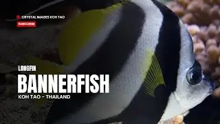 Longfin bannerfish Koh Tao / Thailand