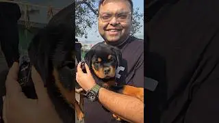 Rottweiler in Low Price 😳 #shorts #dog #rottweiler