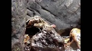 Micrixalus Saxicola Frog Call