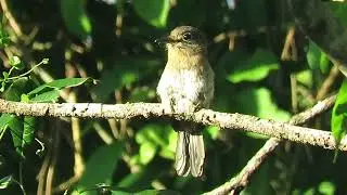 Chacur&uacute; chico (Nonnula rubecula), Andresito, Misiones