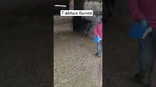 #angus #arashan #farmer #farm#ангус#бука#откорм