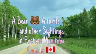 A Bear, A Turtle, And Other Sightings In Eastern Manitoba Canada | Anaandmy famvlogs