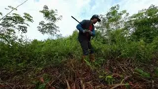 Ini rutin mingguan aku menebas dan bersihkan kebun 