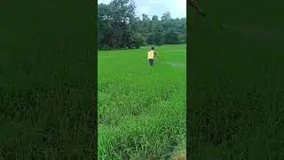 dhaan ki fasal ma ghaas marne ki dawai #farming #farmerlife #shorts #dailyvedios #survivor