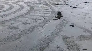 Lolo creates a sand rake design on Carmel Beach/Carmel, CA/7/31/2021