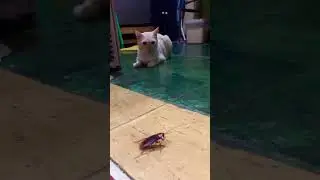 Cat vs Cockroach #catsvlog #animallover #cats #petlover