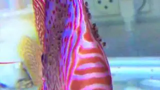 AMAZING DISCUS FISH, SPAWNING in an AQUARIUM.
