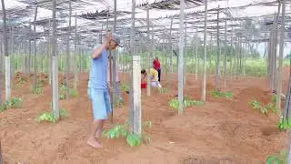 TIÊU PHÚ QUỐC