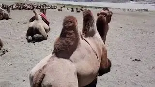 Bactrian Double Hump Mongol Camels at Hunder Sand Dunes, Nubra Valley, Laddakh.