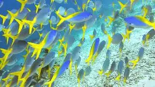 4K Calming Underwater Nature Footage Colorful Sea Life | Relaxing Loop ( 4 Hours )