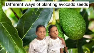 Different Ways to Plant an Avocado Seed