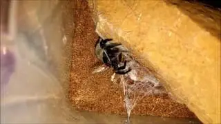 Velvet Spider (Gandanameno sp/Eresidae) feeding