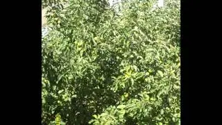 GÜZELSU KÖYÜ HATIRALARI -2-