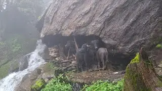 Naturally Beautiful Rural Life During The Rain || Most Peaceful And Relaxation Mountain Village ||
