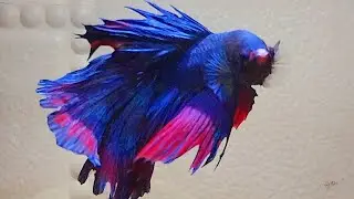 Betta Fish Show: Everyday Betta Fish Life #82
