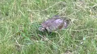 Tortoise the Great- fun series by Ashok & Sheila Vyas