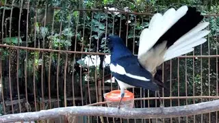 Hót Đấu Kích Trống Căng Lửa || Luyện Giọng Chòe Than || Kacer | Kích Choè Than Hót