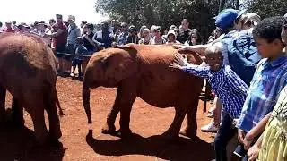 Lovely Baby Elephants @ Nairobi, Kenya | Sheldrick Wildlife Trust
