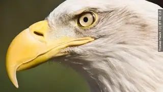 How The Beak Is Providing A Breakthrough In Bird Evolution