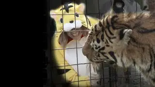 A Tiger Birthday