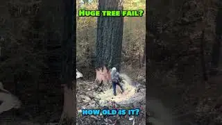 MEGA tree... #chainsawskills #chainsaw #wood #sawmill #woodworker #loggerlife #treecutting