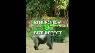 Pantanal Jaguar Vs Silverback Gorilla | #shorts #edit #animals #wildlife