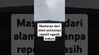 Burung greja gacor #masteranmuraibatu #masteranjernih #masteranburung #grejatarung #grejagacor