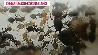 CREMATOGASTER SCUTELLARIS , DÍA 90 A DÍA 120