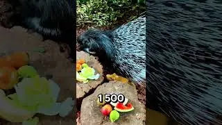 Топ 3 дорогих и необычных грызунов