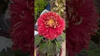 Allah se mango #Natural Beautiful flowers garden #Red  flower#shorts video #viral video