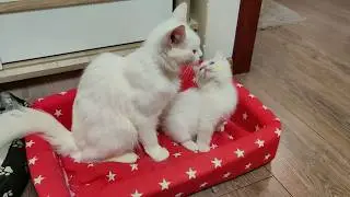 Kitten Dino loves his mother cat very much. Funny cats and kittens.