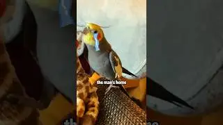 Parrot missing its owner #shortvideo #cute #lovestory #animals #parrot