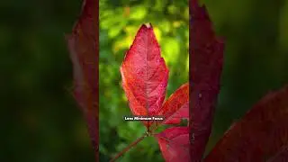 Macro Autumn Leaf Photos #photography #macrophotography