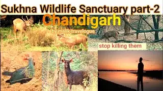 Sukhna Wildlife Sanctuary Part 2 | Deep Forest Experience | Wander Unseen 4K