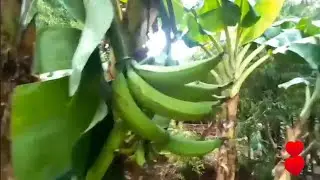 Plantas de platanos y flores