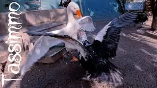 Instincts Awakened | Goose vs Muscovy Drake | Relaxing Jazz Moment 🪿🦆