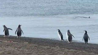 Deception Island,  Antarctica