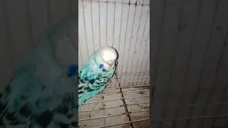 show budgie female Kerala eranakulam Edappally 9746697265