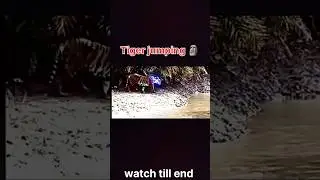 lion vs tiger jump #tiger #lion #wildanimals #wildlife #trending #shorts #ytshorts #tigers  #music