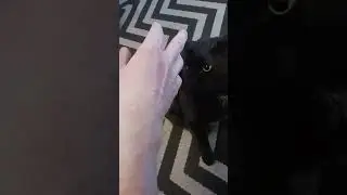 Black Cat Pickle just wants a taste and a nibble #blackcat #catshorts #catbite #cat