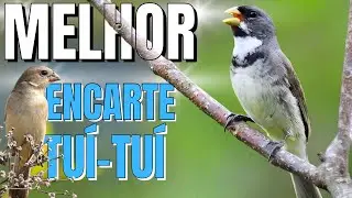 🟢 MELHOR CANTO DE COLEIRO TUI TUI PARA ENCARTE DE COLEIRO🟢🟢ÁUDIO COM FÊMEA  - TURBINE SEU COLEIRO 🟢