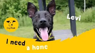 Levi the lovely German Shepherd cross | Dogs Trust Darlington