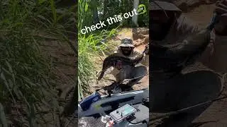 👹monster snakehead🐉 subscribefor more monsters and illegal fish🥷🏾 #fishing #marylandfishing